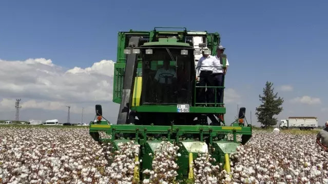Hatay'da Tarlı Günü nde pamuk pasadı yapıldı Hatay'da Tarlı Günü nde pamuk pasadı yapıldı