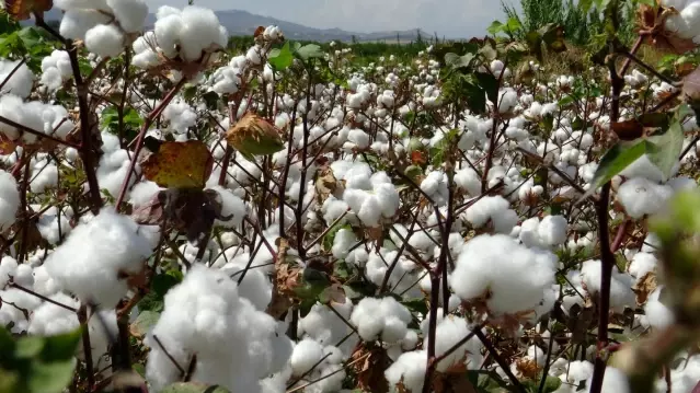 Hatay'da Tarlı Günü nde pamuk pasadı yapıldı Hatay'da Tarlı Günü nde pamuk pasadı yapıldı