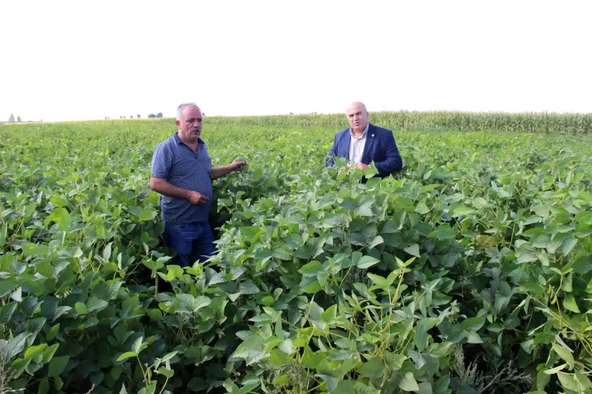 Karaman\'da ilk defa bir besici tarafından silajlık soya ekildi