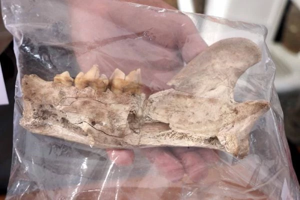 Kayseri'de 4 bin yıl öncesine ait kemik kalıntıları bulundu! Arkeologlar 'Biz de şaşkınız' diye açıkladı