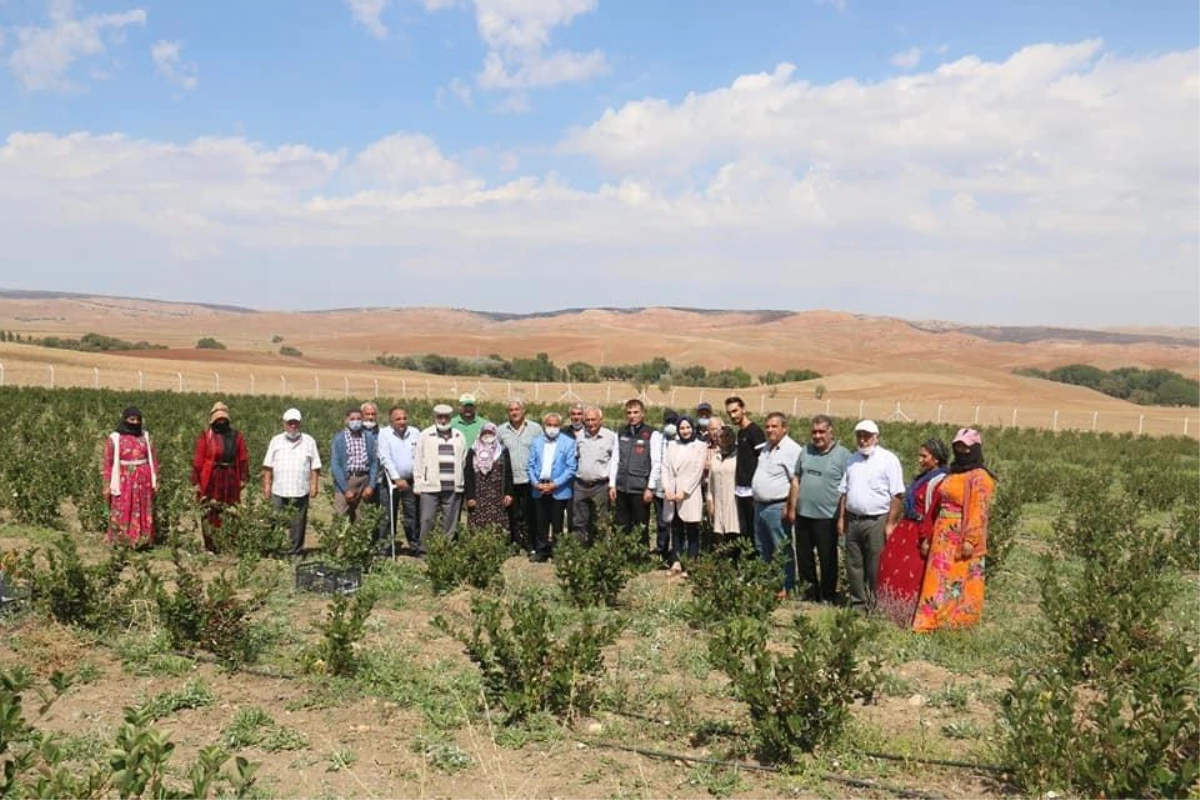 Kırşehir\'de deneme ekimi yapılan aronyanın hasadı gerçekleştirildi