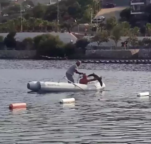 Bodrum'da köpek balığı telaşı! Bota atlayıp yanına giden vatandaşlar, ellerinden yaralandı