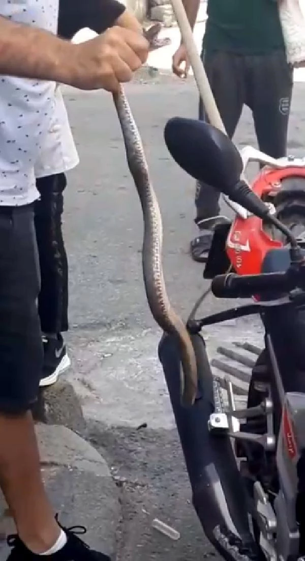 Tam oturacağı sırada gördü! Motosikletten çıkan yılan korku saçtı