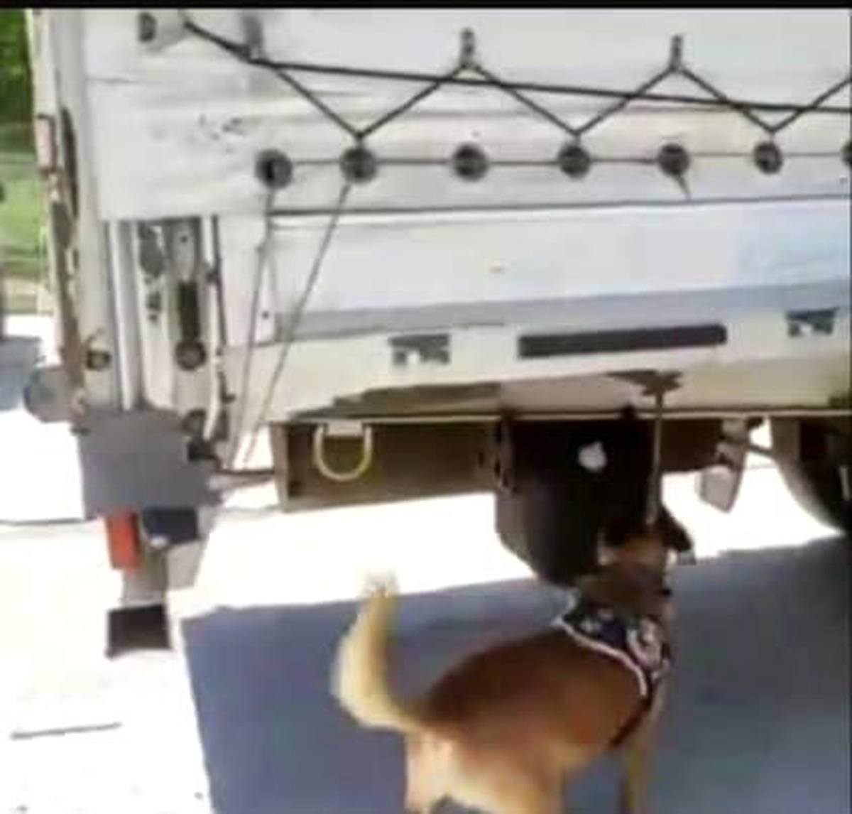 Narkotik köpeği buldu TIR dorsesinde yakalandı