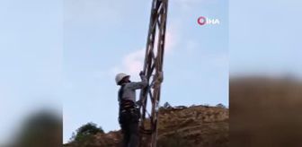 Peçeli baykuş elektrik direğine takıldı