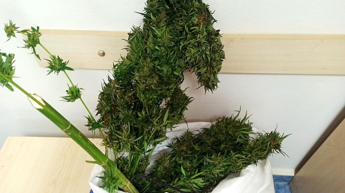 Samsun\'da 1 kilo 200 gram skunk bitkisi ele geçirildi