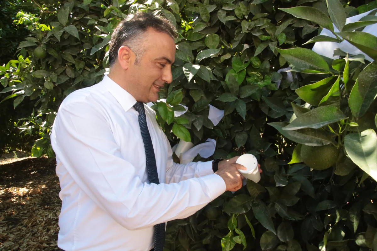 Adana\'da turunçgil bahçelerine 30 bin faydalı böcek salındı
