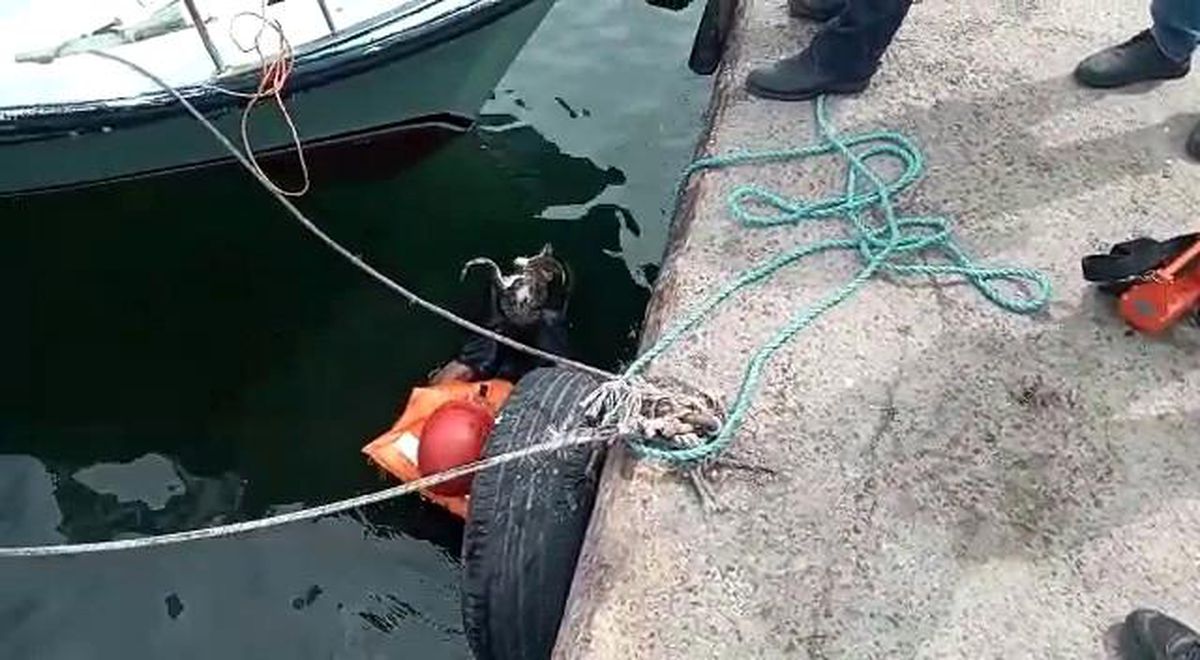 Avcılar\'da denize düşen kedi için itfaiye seferber oldu