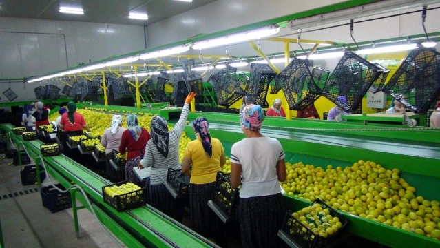 Balkan ülkelerine limon ihracatı başladı