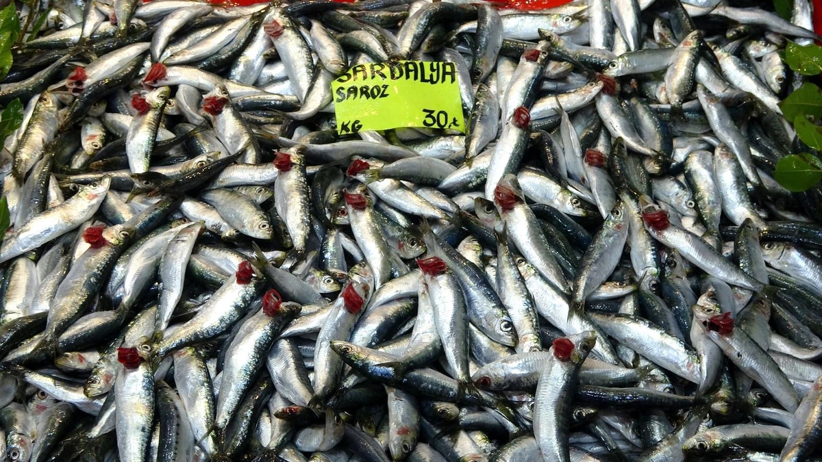 Çanakkale\'de sardalyanın fiyatı 30 liraya düştü
