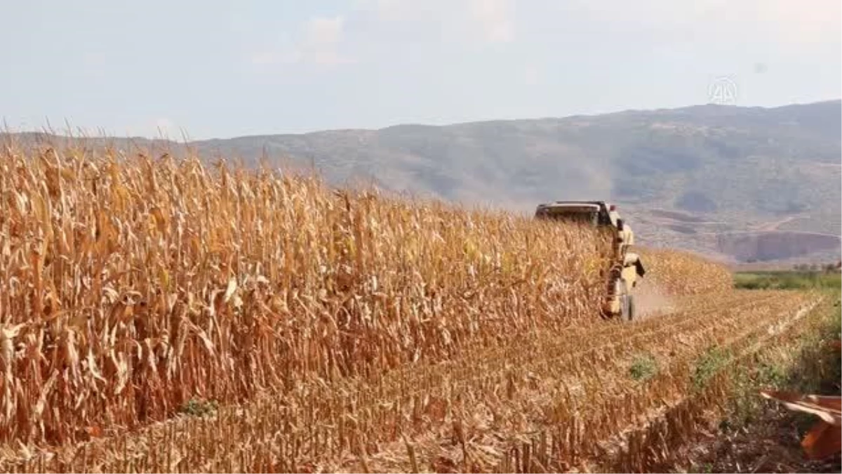 KAHRAMANMARAŞ - Pazarcık\'ta mısır hasadı başladı