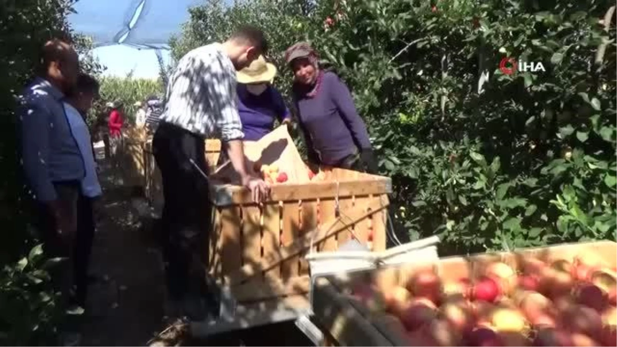 Karaman\'da günlük 13 bin kişi elma toplamaya gidiyor