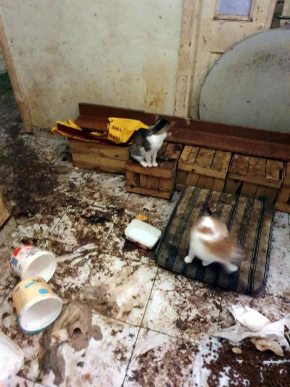 64 yaşındaki kadının evinden 50 kedi, vinçle çıkartıldı