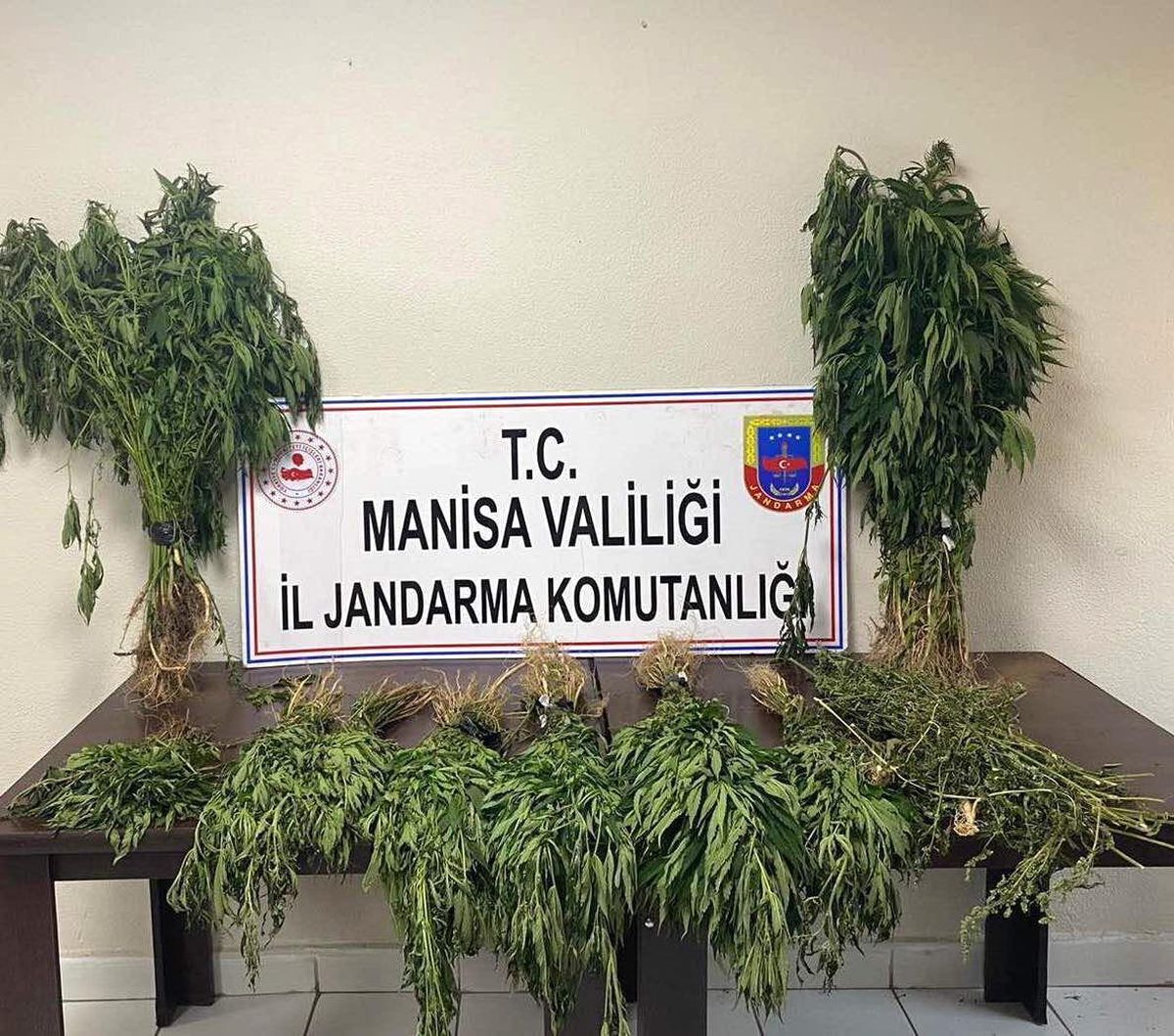 Manisa\'da 153 kök kenevir ele geçirildi