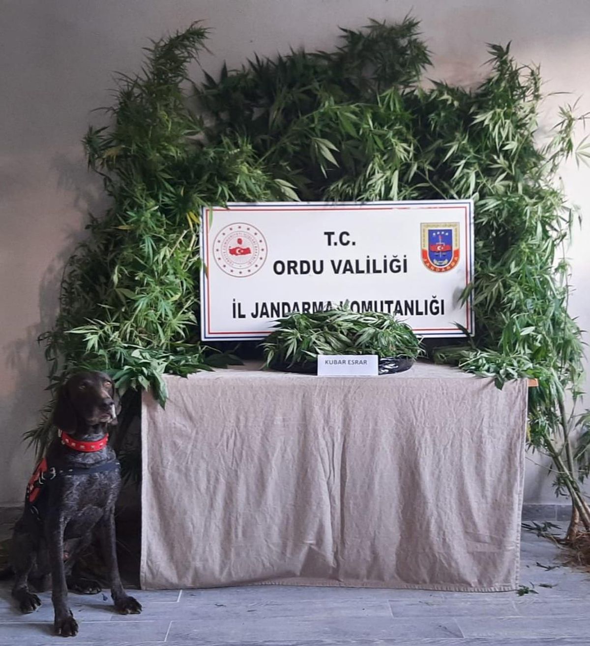 Ordu\'da uyuşturucu operasyonunda 3 şüpheli gözaltına alındı