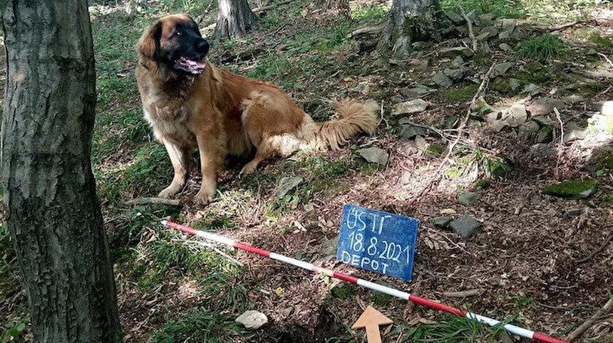 Sahibi tarafından gezintiye çıkarılan köpek, 14. yüzyıla ait define buldu