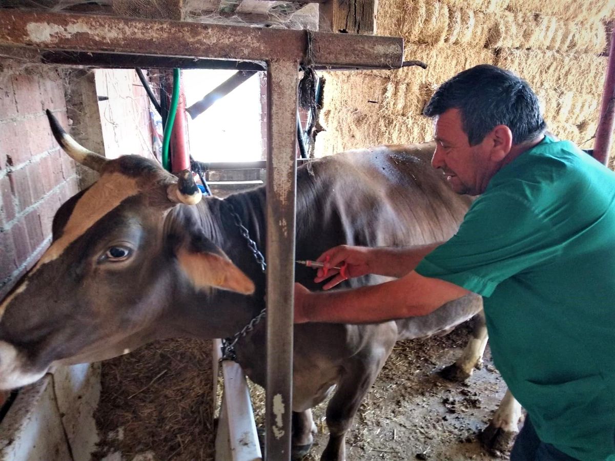 Sonbahar şap aşılama kampanyası