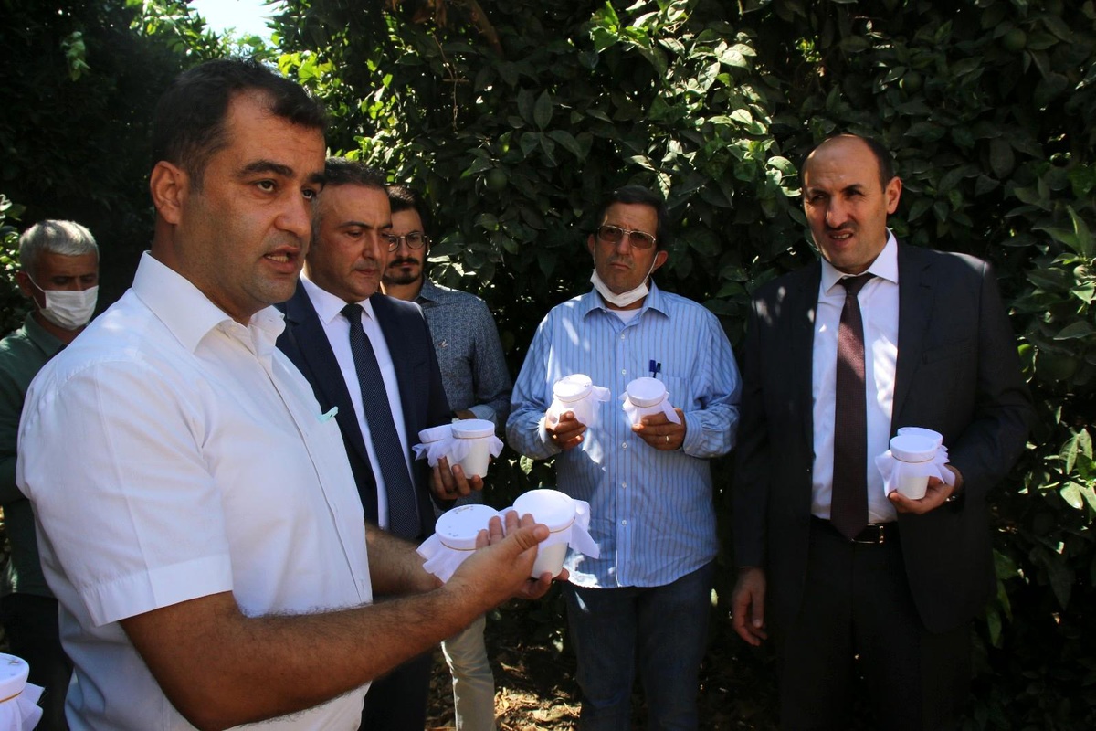 Turunçgil zararlıları avcı böceklerle yok edilecek