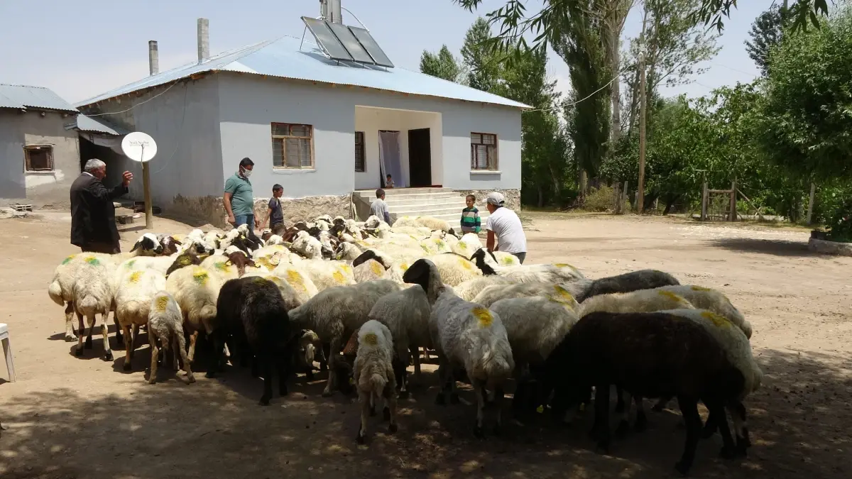 Van\'da devletin sürü desteği "tersine göç"ü başlattı