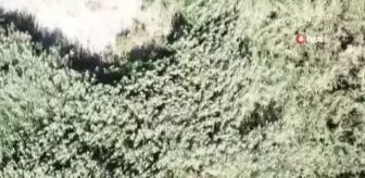 Van'da jandarma havadan ve karadan teyakkuzda