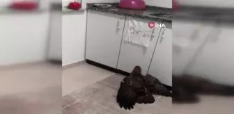 Yolu şaşıran şahin eve girdi