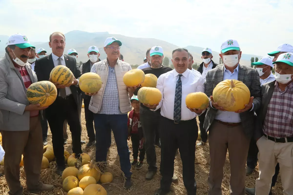 Develi\'de sertifikalı tohumluk kabak çekirdeği hasat edildi