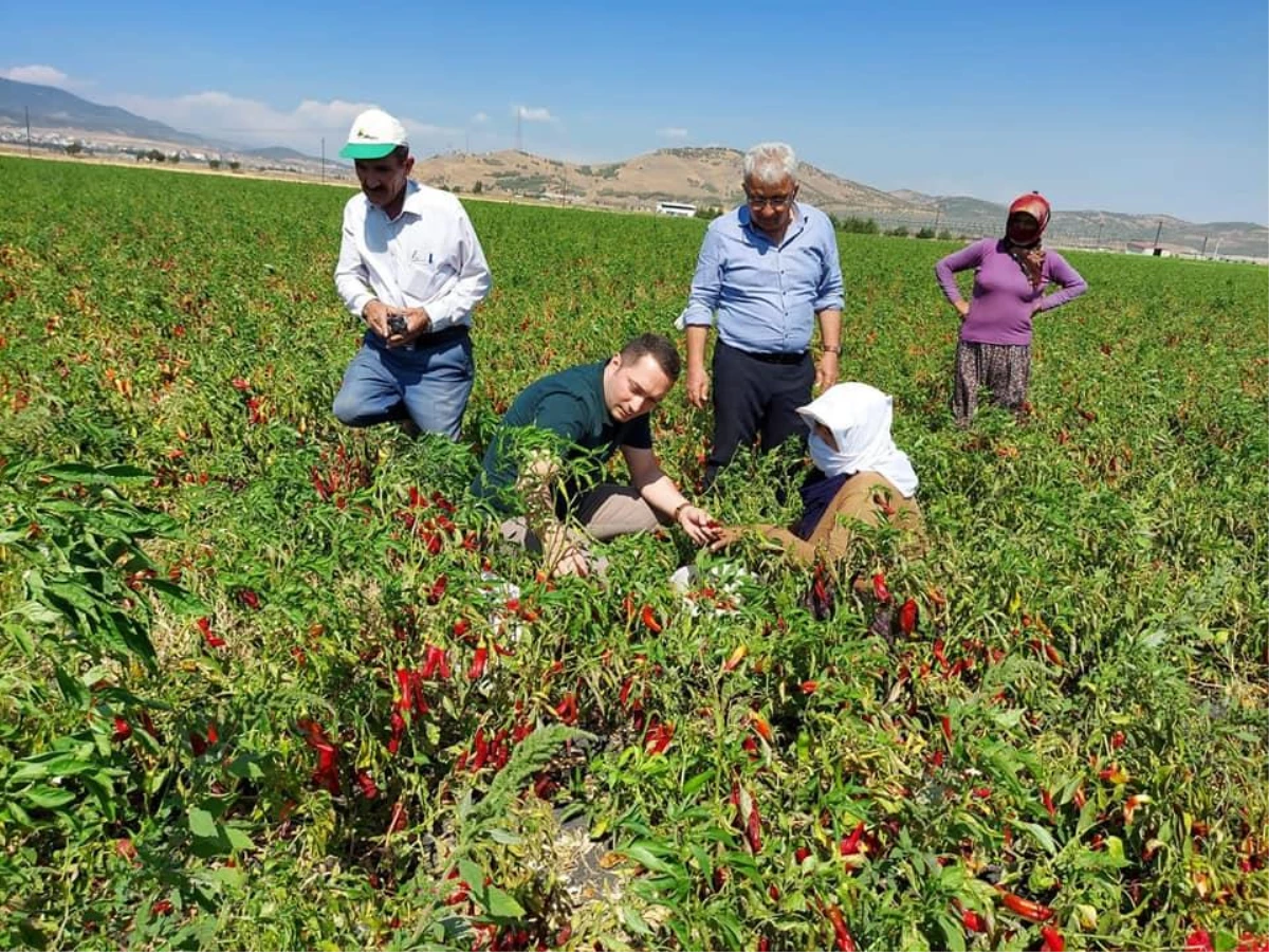 Gaziantep\'te "Nurdağı biberine değer katan kadınlar" projesinde hasat sevinci