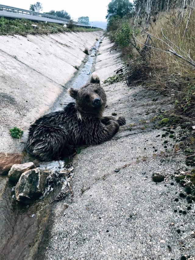 Görüntüsü yürek dağladı! Aracın çarpmasıyla yol kenarına savrulan yavru ayı öldü