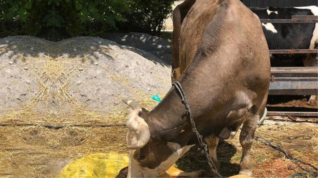 İnek, biri holstein diğeri simental olmak üzere iki farklı cinste buzağı doğurdu