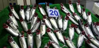 Karadeniz'de balık bolluğu