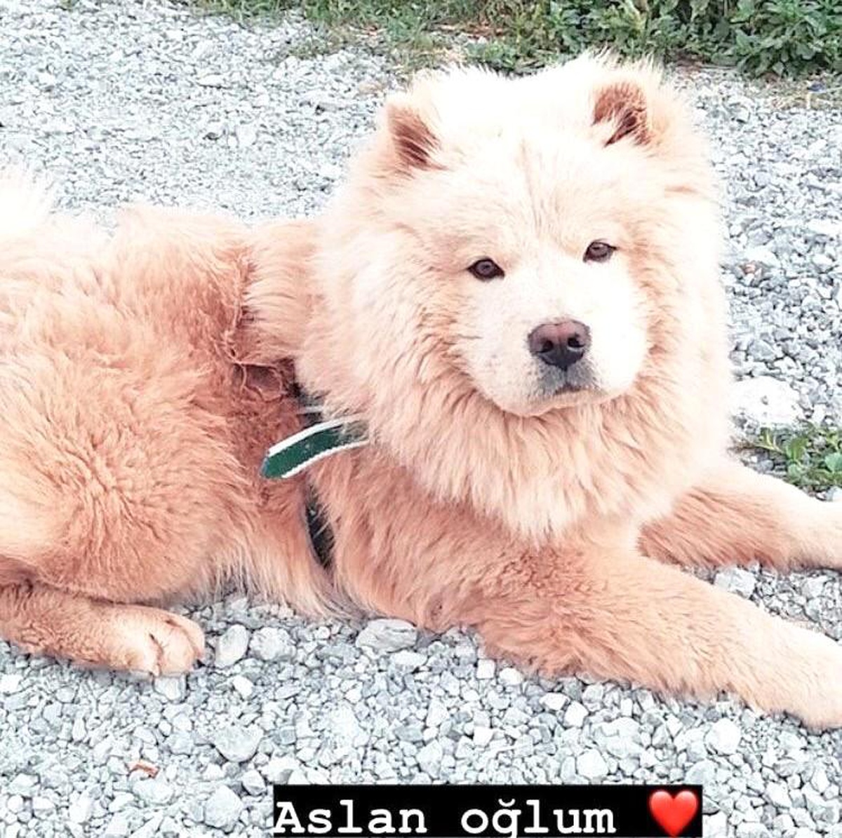 Kayıp muhtarı bulana 6 bin lira ödül verecek