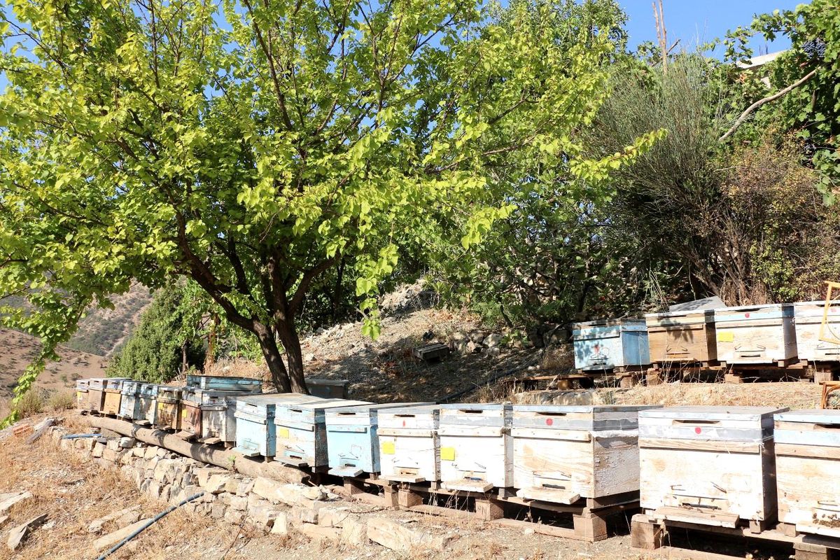 Şırnak\'ta yılın son bal hasadı yapıldı