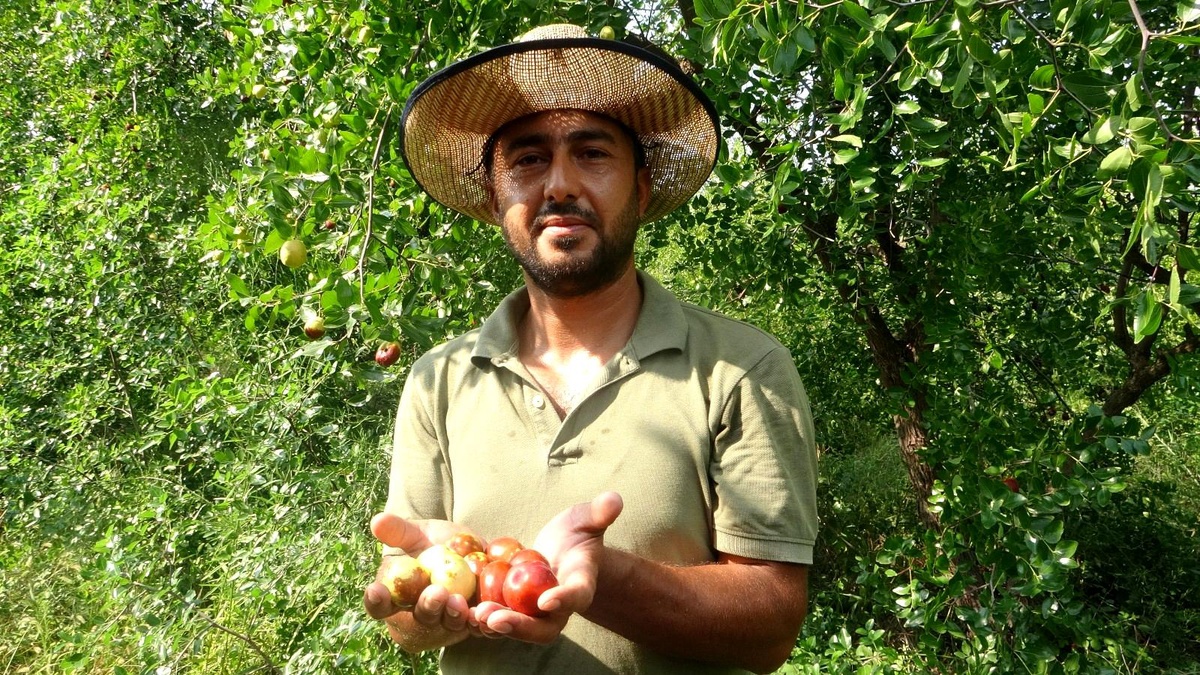 Yoldan geçen hünnap tüccarı hayatını değiştirdi