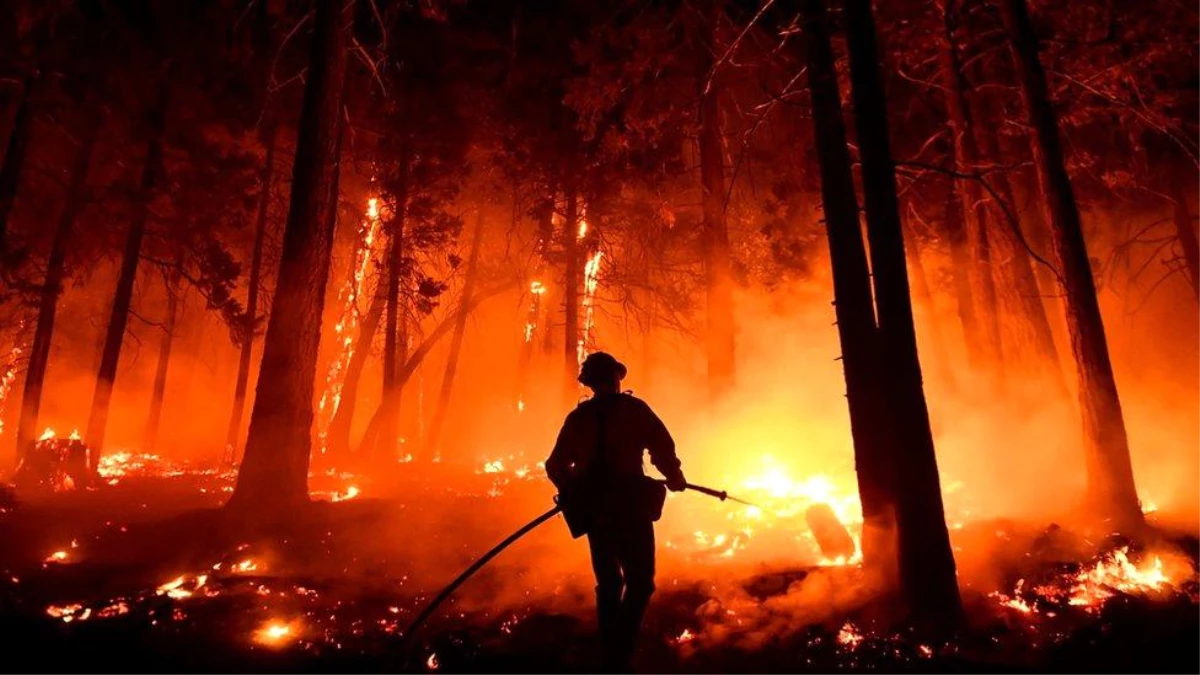 California\'da orman yangınları: İtfaiyeciler dünyanın en büyük ağacını kurtarmaya çalışıyor