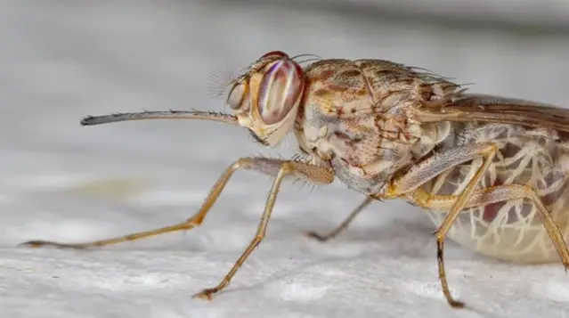 Eyvah eyvah başımıza bir de bu çıktı! Baldırsokan artık İstanbul'da Eyvah eyvah başımıza bir de bu çıktı! Baldırsokan artık İstanbul'da