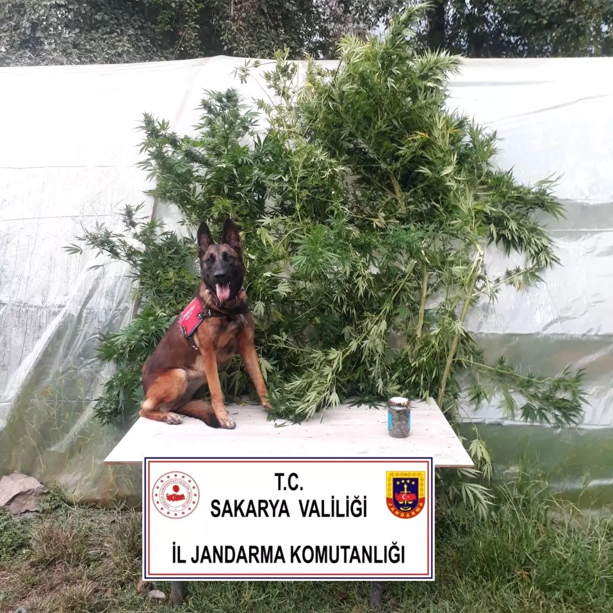 Son dakika: Jandarmadan uyuşturucu operasyonu: 1 gözaltı