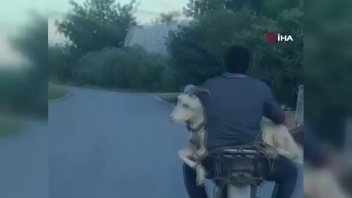 Keçinin motosiklet yolculuğu kamerada