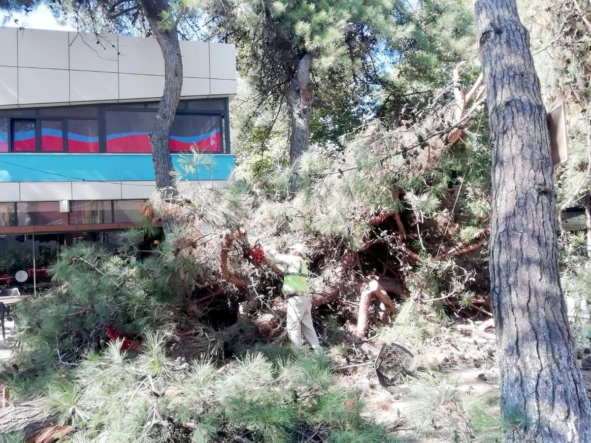 Kocaeli\'de devrilen çam ağacı çay bahçesinde zarara yol açtı