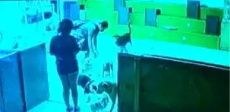 Son Dakika | Köpek otelindeki ölüm savcılığa taşındı