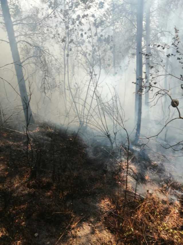 Osmaniye'de çıkan orman yangını kontrol altına alındı