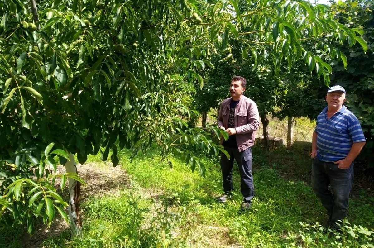 Tavşanlı\'da ceviz üreticilerine bilgi verildi
