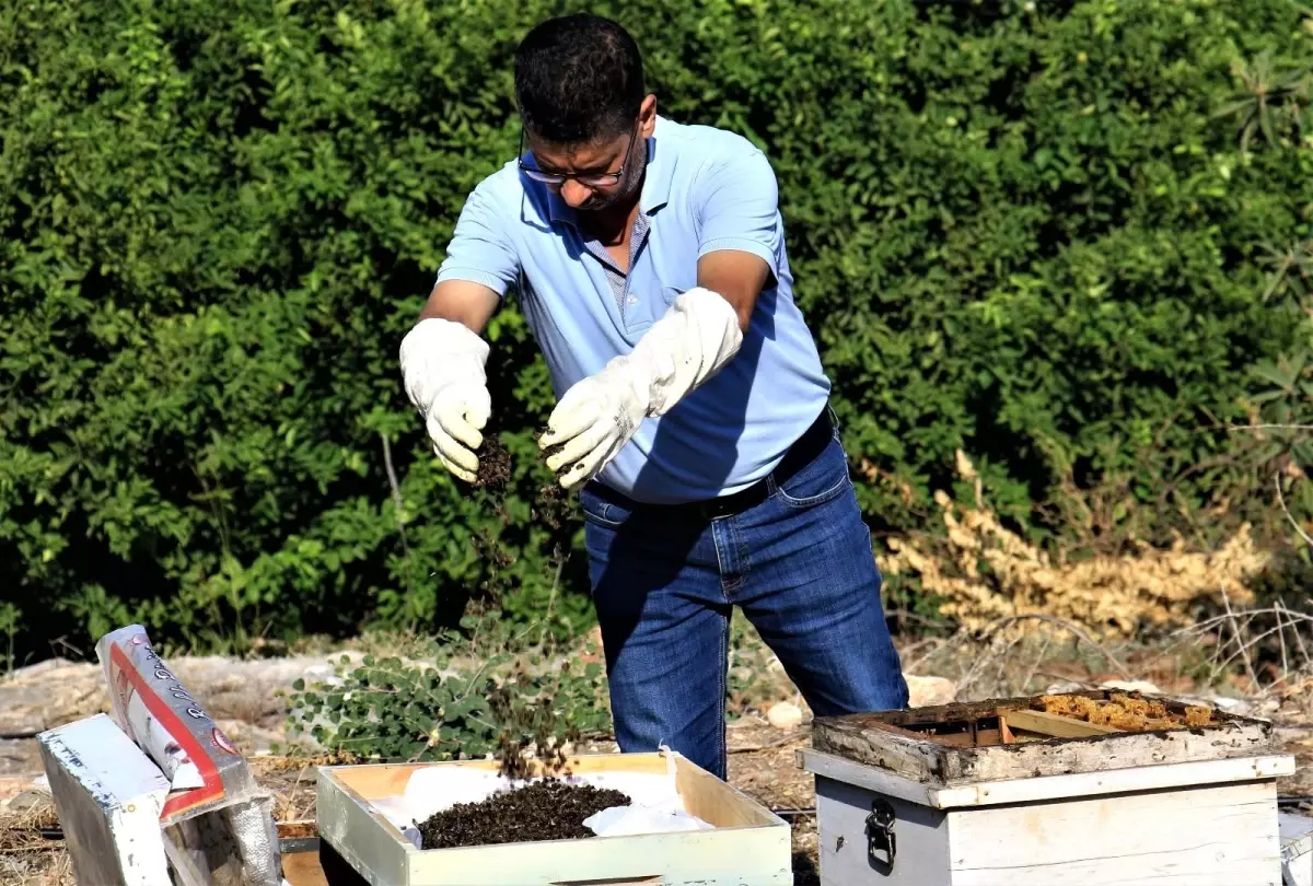 1 milyondan fazla arısı zehirlendi, "Hepsini çalsalar canım bu kadar yanmazdı"