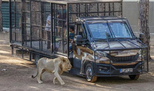 Telli kamyonetle aslan safarisi, hayvanseverleri isyan ettirdi! 20 dakikalık tur için de 100 lira ödüyorlar