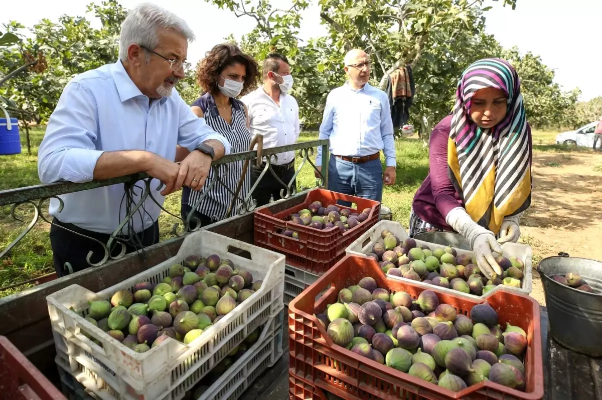 Başkan Erdem\'den çağrı: "İnciri üreticiden alın"