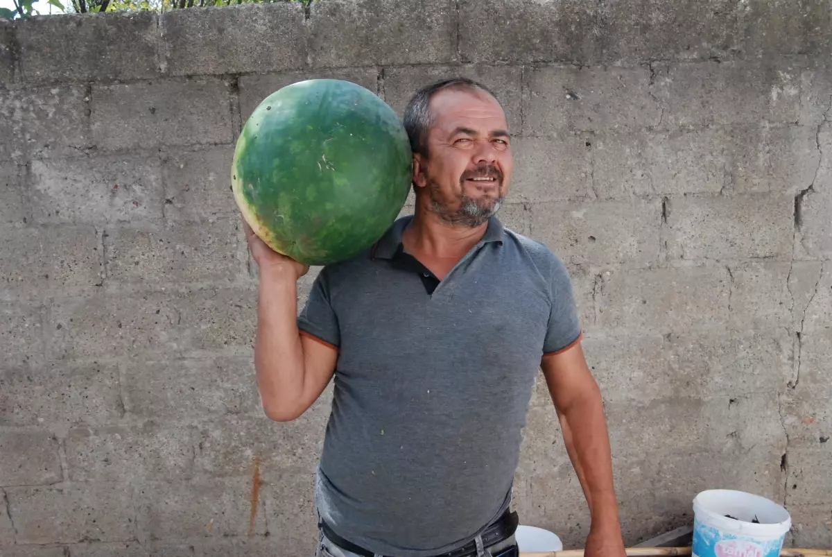 Bayramiçli üretici 20 kilogramlık karpuz yetiştirdi