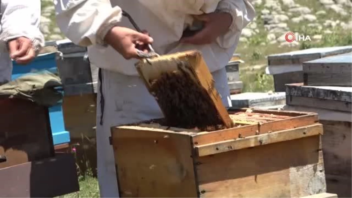 Eşek arıları, Kozan\'da arıcıların ve vatandaşların kabusu oldu