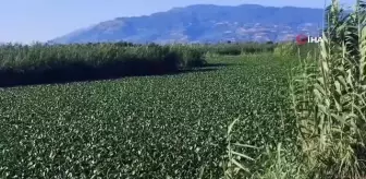 Hatay'da su sümbülleri asi nehrinde ilginç görüntüler oluşturdu