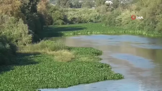 Hatay'da su sümbülleri asi nehrinde ilginç görüntüler oluşturdu Hatay'da su sümbülleri asi nehrinde ilginç görüntüler oluşturdu