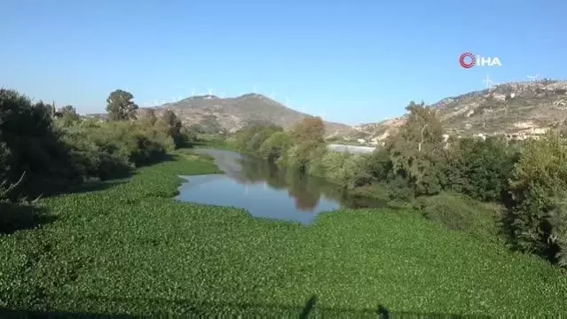 Hatay'da su sümbülleri asi nehrinde ilginç görüntüler oluşturdu Hatay'da su sümbülleri asi nehrinde ilginç görüntüler oluşturdu
