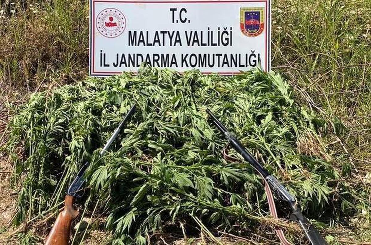 Son dakika! Jandarma\'dan kenevir operasyonu